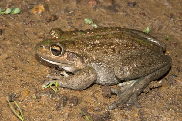 Litoria moorei