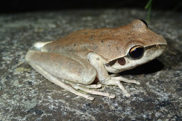 Litoria wilcoxii