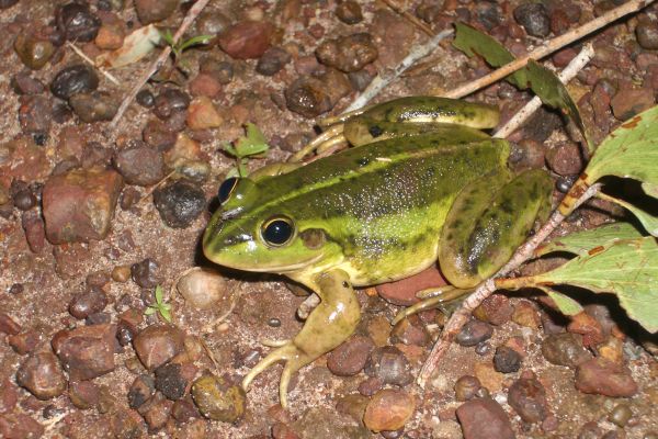 Litoria dahlii