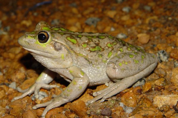 Litoria moorei