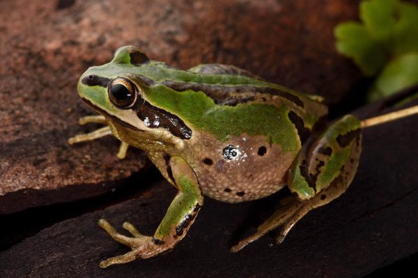 Litoria verreauxii