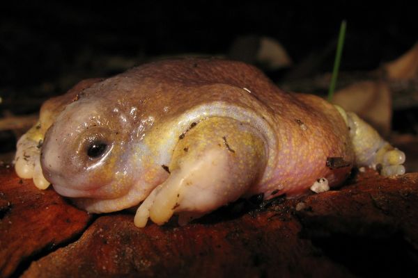 Myobatrachus gouldii