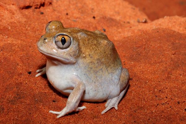 Neobatrachus sutor