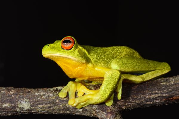 Litoria chloris