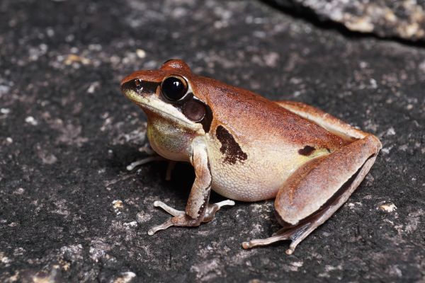 Litoria nigrofrenata