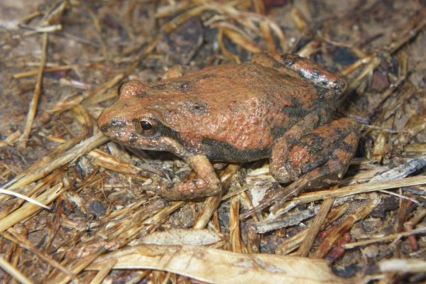 Crinia flindersensis