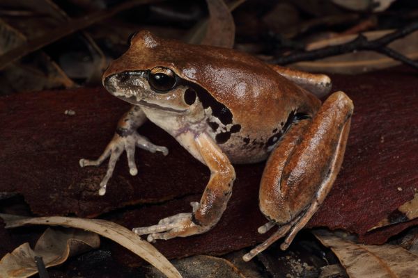 Litoria lesueuri