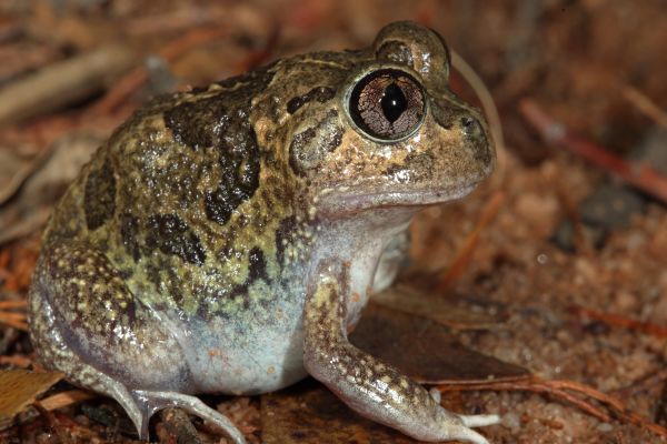 Neobatrachus sudellae