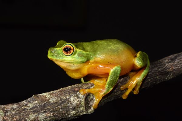 Litoria gracilenta
