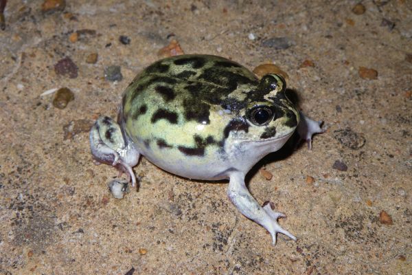 Neobatrachus albipes