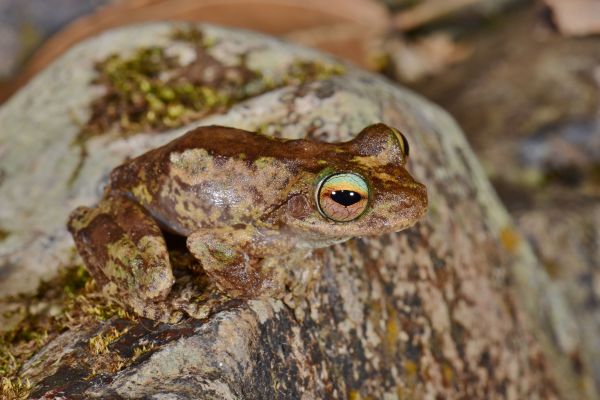 Litoria myola