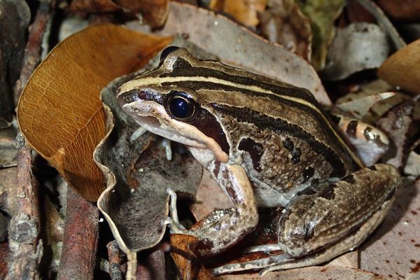Limnodynastes peronii