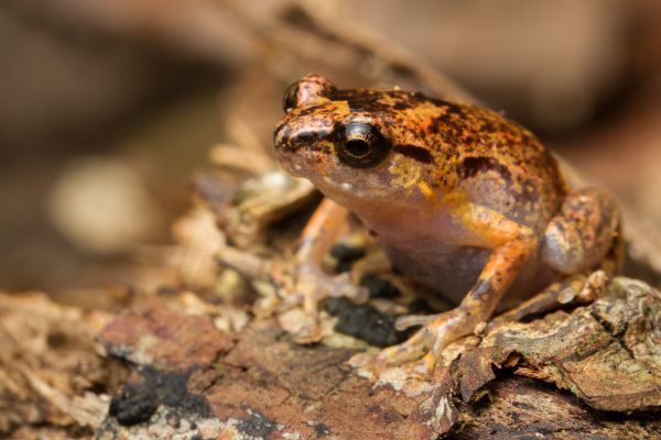 Cophixalus australis