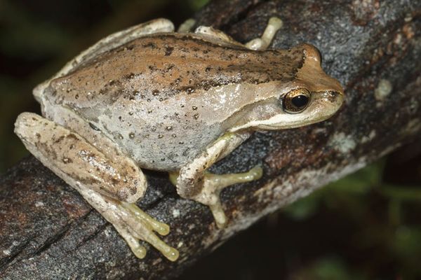 Litoria sibilus