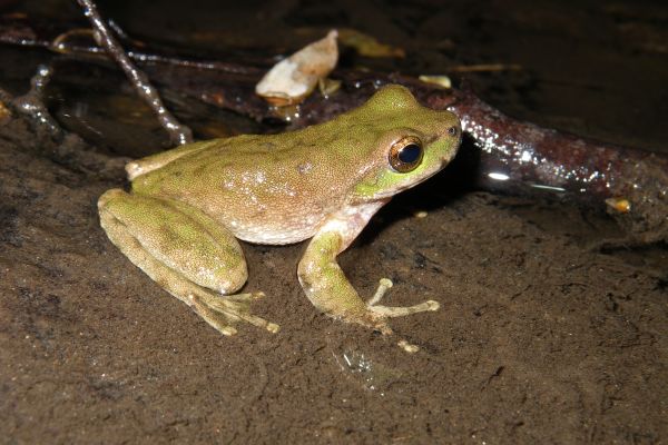 Litoria spenceri