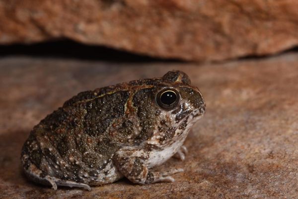 Notaden melanoscaphus