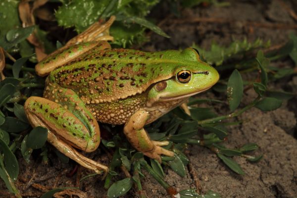 Litoria raniformis