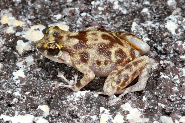 Cophixalus petrophilus