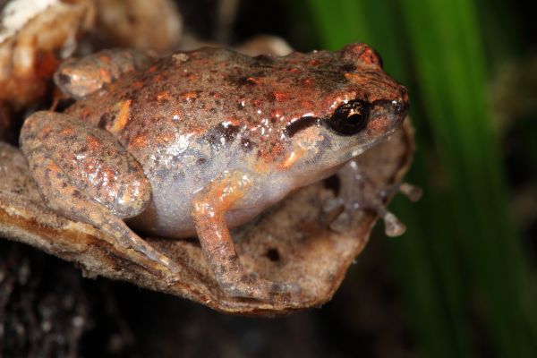 Cophixalus australis