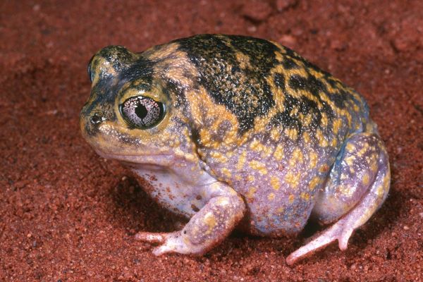 Neobatrachus fulvus