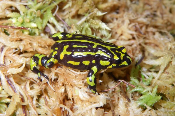 Pseudophryne pengilleyi