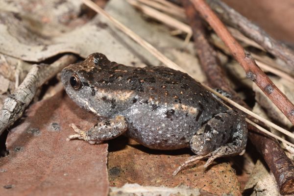 Uperoleia fusca