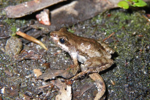 Crinia tinnula