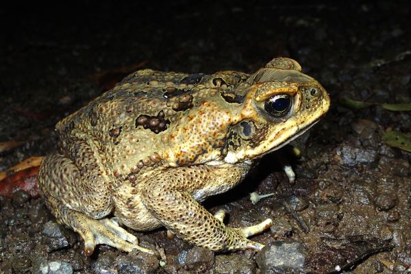 Rhinella marina
