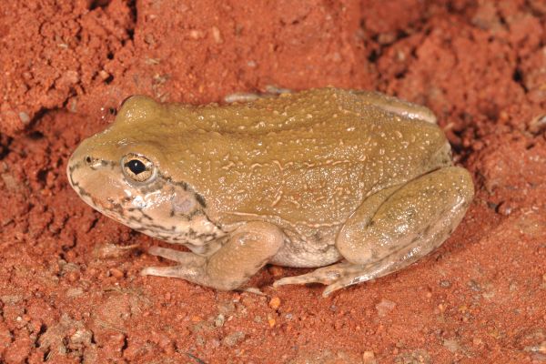 Cyclorana occidentalis
