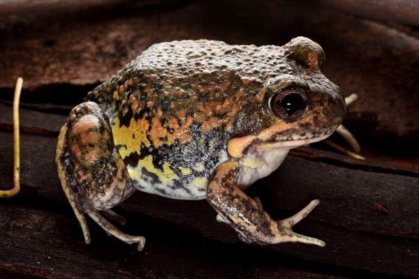Limnodynastes dumerilii