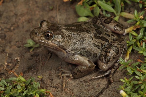 Limnodynastes fletcheri