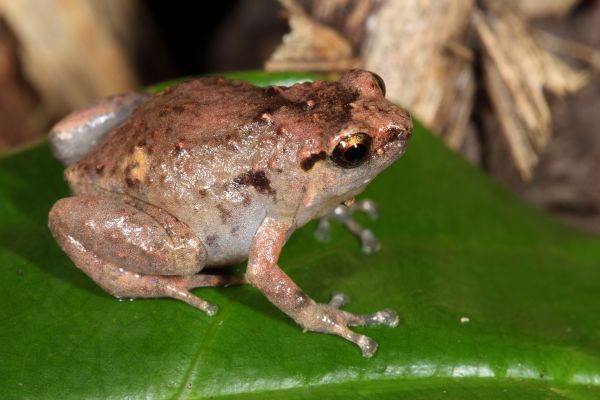 Cophixalus australis