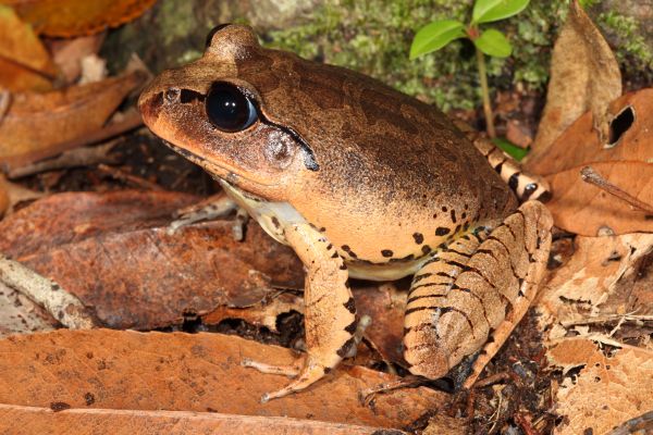 Mixophyes fasciolatus