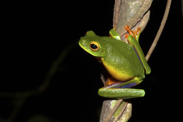 Litoria bella