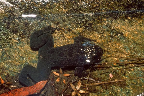 Rheobatrachus silus
