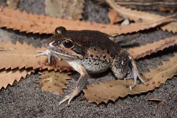 Limnodynastes superciliaris