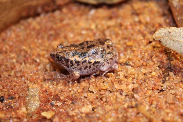 Uperoleia glandulosa