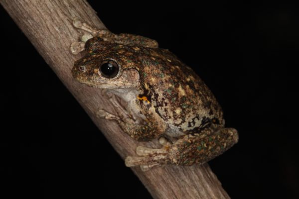 Litoria peronii
