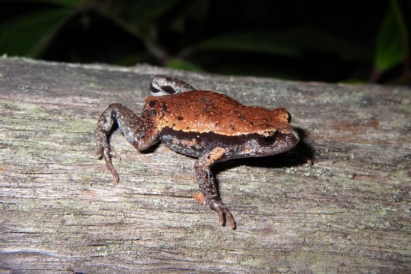 Pseudophryne raveni