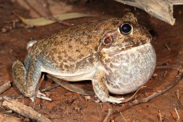 Cyclorana novaehollandiae