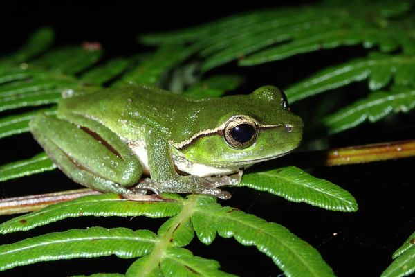 Litoria phyllochroa