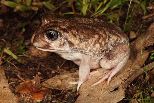 Heleioporus eyrei