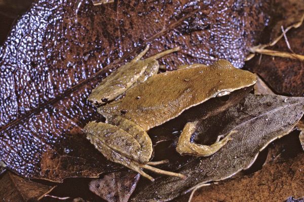 Taudactylus acutirostris
