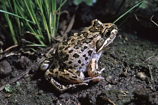 Limnodynastes tasmaniensis