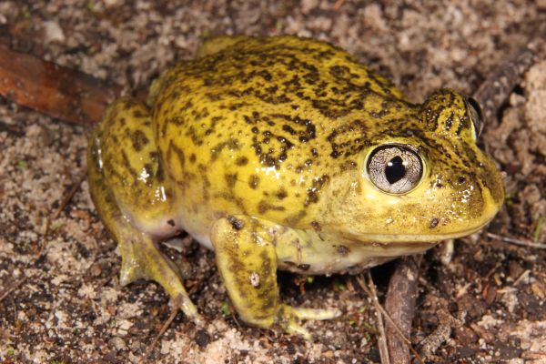 Neobatrachus pictus