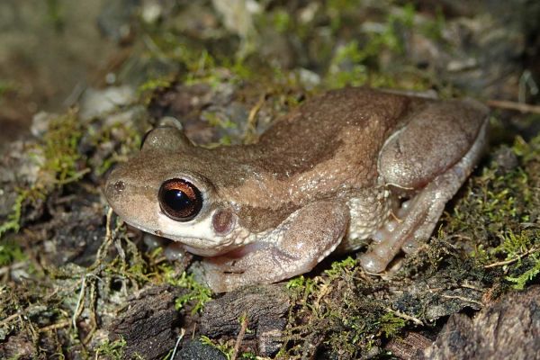 Litoria quiritatus