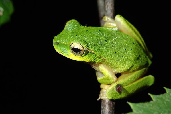 Litoria barringtonensis