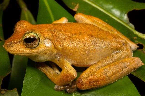 Litoria eucnemis