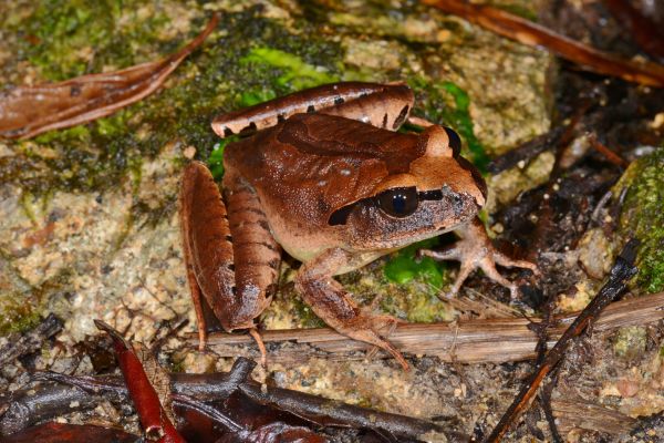 Mixophyes carbinensis