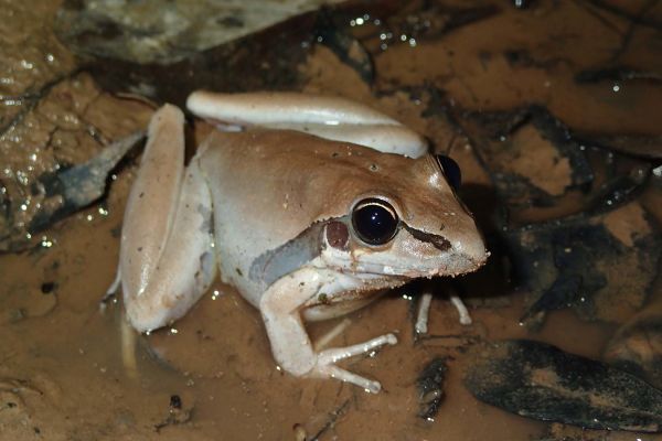 Litoria spaldingi
